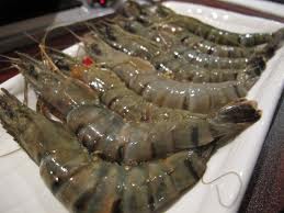 Giant Gambas