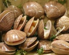 WHOLE CLAMS